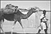 Zinder