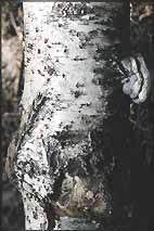 Birke