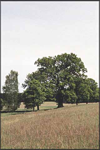 Nord