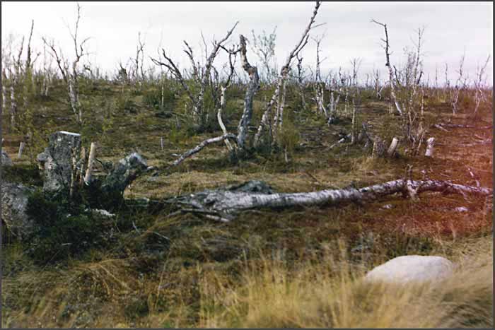 Tundra